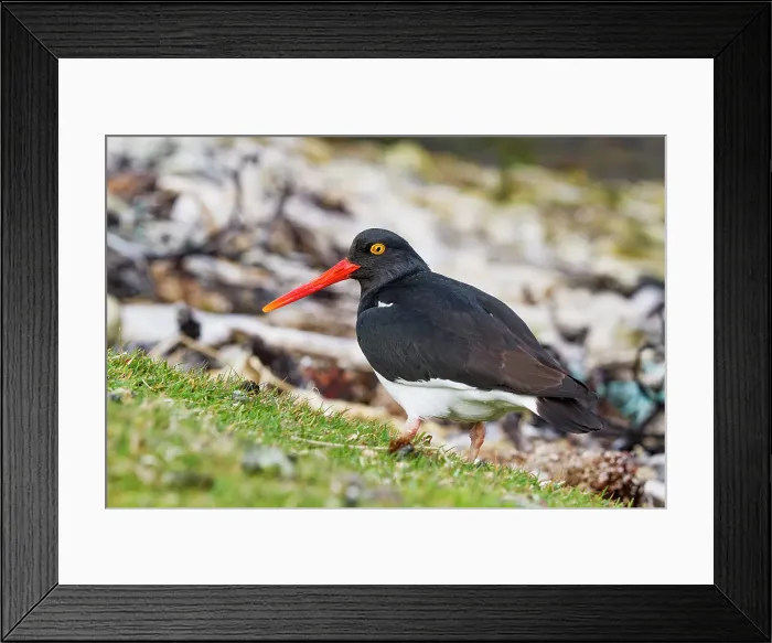 Framed Print : Adult Magellanic oystercatcher (Haematopus leucopodus) on Carcass Island in the Falkland Islands