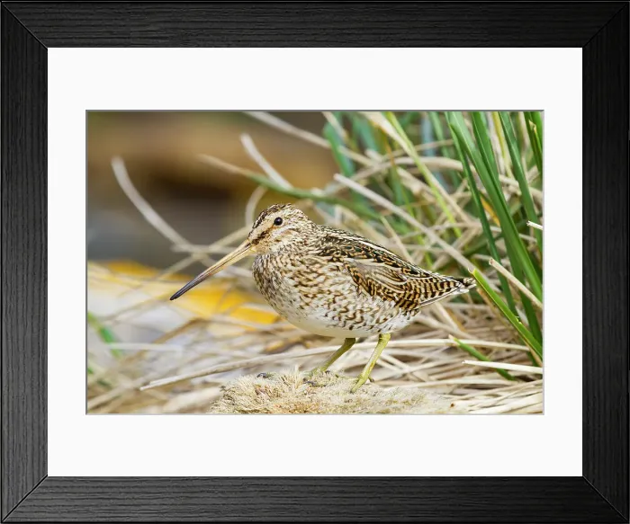 Framed Print : Adult Magellanic snipe (Gallinago paraguaiae magellanica) on Carcass Island in the Falkland Islands