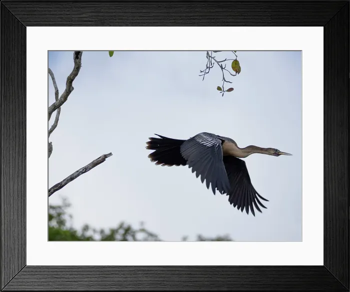 Framed Print : An adult anhinga (Anhinga anhinga), taking flight on New River near the Mesoamerican archaeological site of Lamanai, Belize Framed Print : An adult anhinga (Anhinga anhinga), taking flight on New River near the Mesoamerican archaeological site of Lamanai, Belize