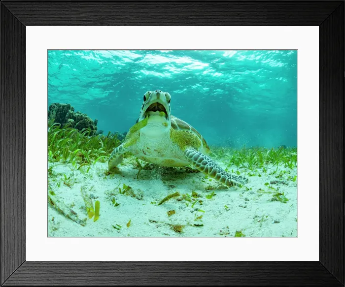 Framed Print : Green sea turtle (Chelonia mydas), feeding on the sand near Caye Caulker, inside the Mesoamerican Barrier Reef, Belize Framed Print : Green sea turtle (Chelonia mydas), feeding on the sand near Caye Caulker, inside the Mesoamerican Barrier Reef, Belize