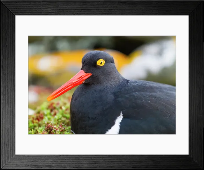 Framed Print : Adult Magellanic oystercatcher (Haematopus leucopodus) on Carcass Island in the Falkland Islands Framed Print : Adult Magellanic oystercatcher (Haematopus leucopodus) on Carcass Island in the Falkland Islands
