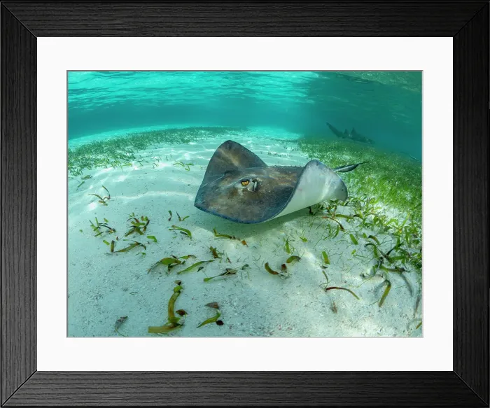 Framed Print : Southern stingray (Hypanus americanus) over sand in shark and ray alley, Caye Caulker, Mesoamerican Barrier Reef, Belize Framed Print : Southern stingray (Hypanus americanus) over sand in shark and ray alley, Caye Caulker, Mesoamerican Barrier Reef, Belize