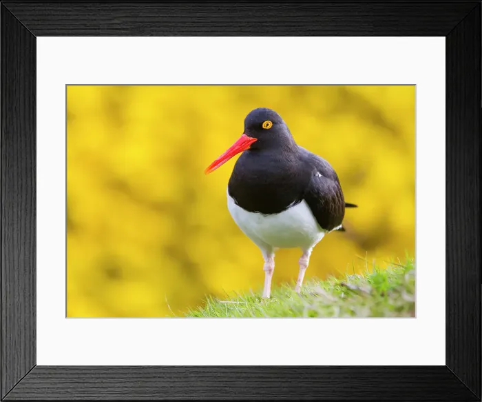 Framed Print : Adult Magellanic oystercatcher (Haematopus leucopodus) on Carcass Island in the Falkland Islands