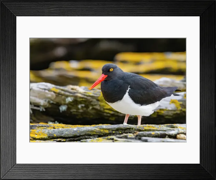 Framed Print : Adult Magellanic oystercatcher (Haematopus leucopodus) on Carcass Island in the Falkland Islands Framed Print : Adult Magellanic oystercatcher (Haematopus leucopodus) on Carcass Island in the Falkland Islands