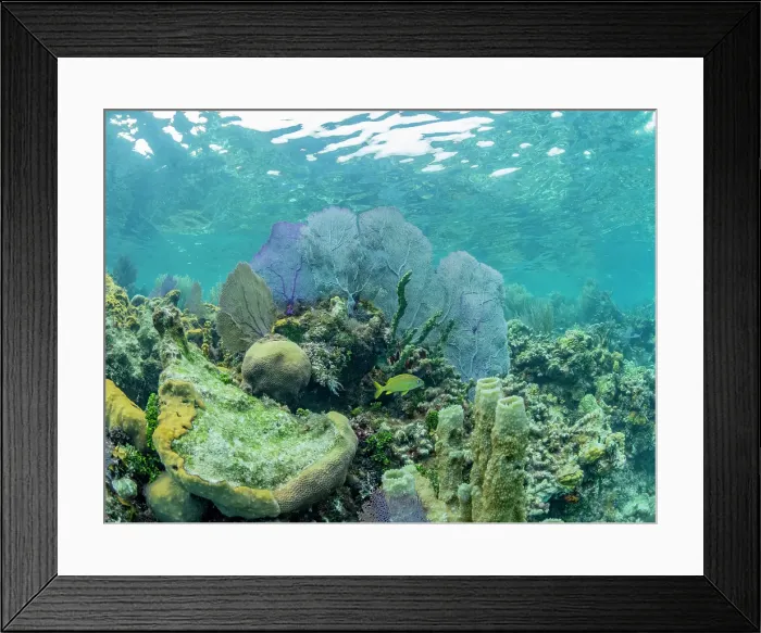 Framed Print : Underwater view of the reef along the circumference of the Great Blue Hole on Lighthouse Reef, UNESCO, Belize Framed Print : Underwater view of the reef along the circumference of the Great Blue Hole on Lighthouse Reef, UNESCO, Belize