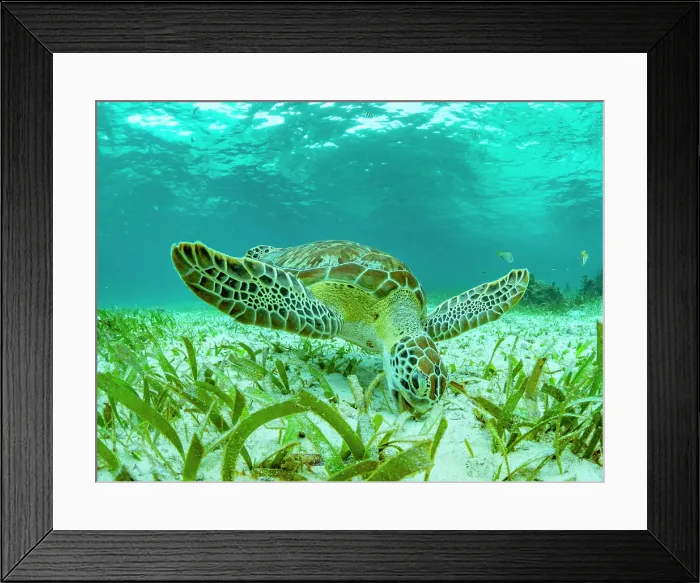 Framed Print : Green sea turtle (Chelonia mydas), feeding on the sand near Caye Caulker, inside the Mesoamerican Barrier Reef, Belize Framed Print : Green sea turtle (Chelonia mydas), feeding on the sand near Caye Caulker, inside the Mesoamerican Barrier Reef, Belize
