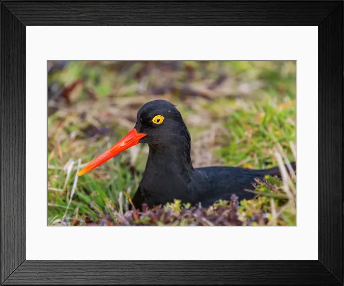 Framed Print : Adult Magellanic oystercatcher (Haematopus leucopodus) on Carcass Island in the Falkland Islands Framed Print : Adult Magellanic oystercatcher (Haematopus leucopodus) on Carcass Island in the Falkland Islands