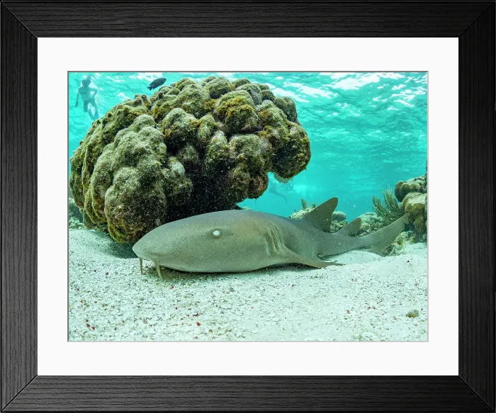 Framed Print : Nurse shark (Ginglymostoma cirratum), on the sand in Hol Chan Marine Preserve, inside the Mesoamerican Barrier Reef, Belize Framed Print : Nurse shark (Ginglymostoma cirratum), on the sand in Hol Chan Marine Preserve, inside the Mesoamerican Barrier Reef, Belize