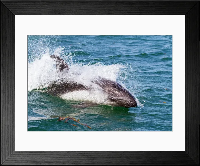 Framed Print : Adult Peale's Dolphin (Lagenorhynchus australis) bow-riding Zodiacs on New Island in the Falkland Islands Framed Print : Adult Peale's Dolphin (Lagenorhynchus australis) bow-riding Zodiacs on New Island in the Falkland Islands