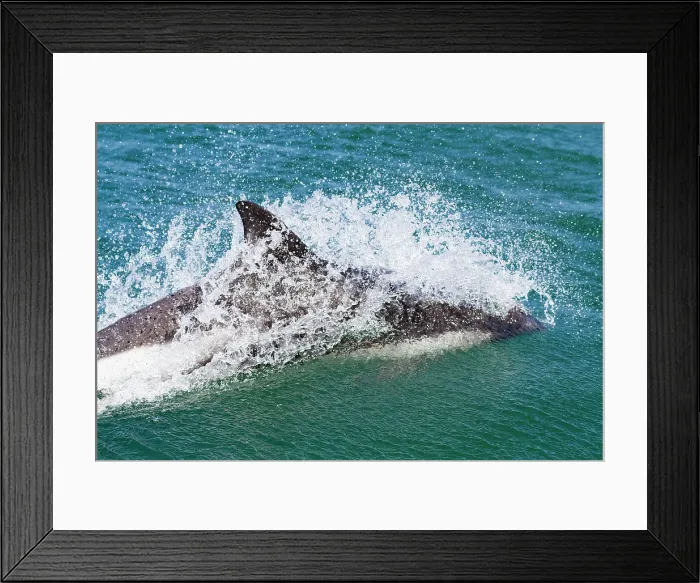 Framed Print : Adult Peale's Dolphin (Lagenorhynchus australis) bow-riding Zodiacs on New Island in the Falkland Islands Framed Print : Adult Peale's Dolphin (Lagenorhynchus australis) bow-riding Zodiacs on New Island in the Falkland Islands