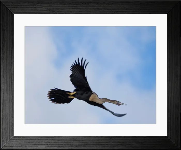 Framed Print : An adult anhinga (Anhinga anhinga), taking flight on New River near the Mesoamerican archaeological site of Lamanai, Belize Framed Print : An adult anhinga (Anhinga anhinga), taking flight on New River near the Mesoamerican archaeological site of Lamanai, Belize