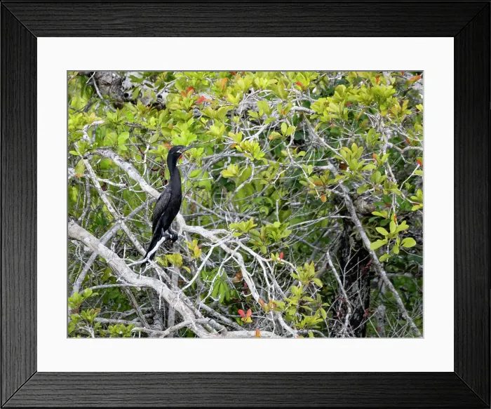 Framed Print : An adult neotropic cormorant (Nannopterum brasilianum), on New River near the Mesoamerican archaeological site of Lamanai, Belize Framed Print : An adult neotropic cormorant (Nannopterum brasilianum), on New River near the Mesoamerican archaeological site of Lamanai, Belize