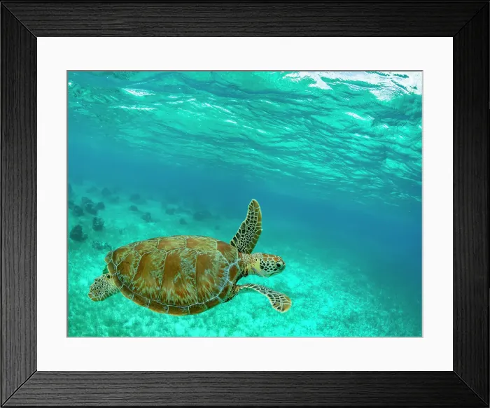 Framed Print : Green sea turtle (Chelonia mydas), surfacing for air near Caye Caulker, inside the Mesoamerican Barrier Reef, Belize Framed Print : Green sea turtle (Chelonia mydas), surfacing for air near Caye Caulker, inside the Mesoamerican Barrier Reef, Belize