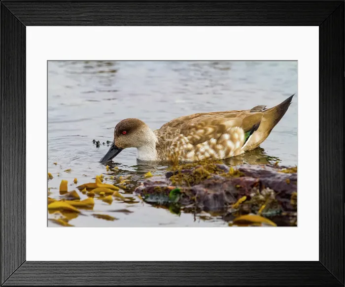 Framed Print : Adult Patagonian crested duck (Lophonetta specularioides specularioides) feeding at low tide on Carcass Island, Falkland Islands Framed Print : Adult Patagonian crested duck (Lophonetta specularioides specularioides) feeding at low tide on Carcass Island, Falkland Islands