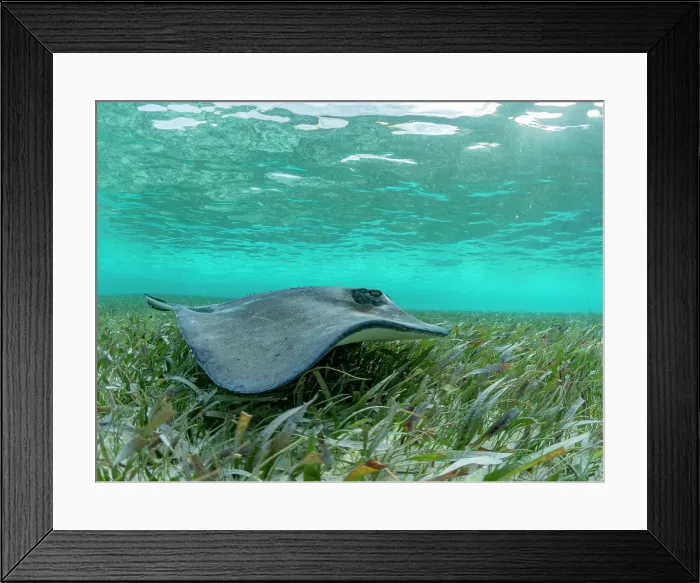Framed Print : Southern stingray (Hypanus americanus) over sand in shark and ray alley, Caye Caulker, Mesoamerican Barrier Reef, Belize Framed Print : Southern stingray (Hypanus americanus) over sand in shark and ray alley, Caye Caulker, Mesoamerican Barrier Reef, Belize