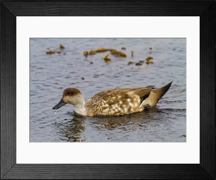 Framed Print : Adult Patagonian crested duck (Lophonetta specularioides specularioides) feeding at low tide on Carcass Island, Falkland Islands Framed Print : Adult Patagonian crested duck (Lophonetta specularioides specularioides) feeding at low tide on Carcass Island, Falkland Islands