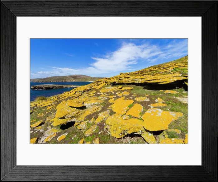 Framed Print : View of New Island in the Falkland Islands