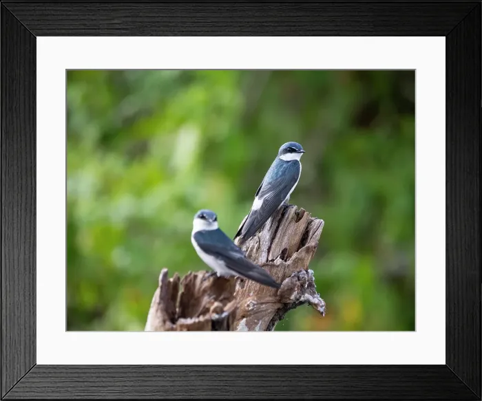 Framed Print : An adult mangrove swallow (Tachycineta albilinea), on New River near the Mesoamerican archaeological site of Lamanai, Belize Framed Print : An adult mangrove swallow (Tachycineta albilinea), on New River near the Mesoamerican archaeological site of Lamanai, Belize