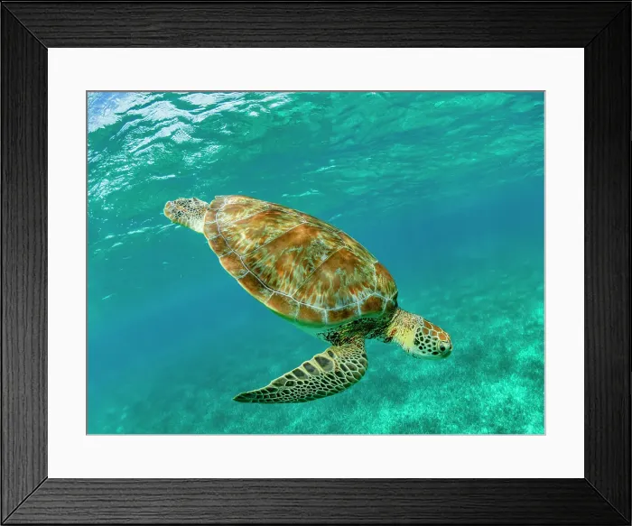 Framed Print : Green sea turtle (Chelonia mydas), surfacing for air near Caye Caulker, inside the Mesoamerican Barrier Reef, Belize Framed Print : Green sea turtle (Chelonia mydas), surfacing for air near Caye Caulker, inside the Mesoamerican Barrier Reef, Belize