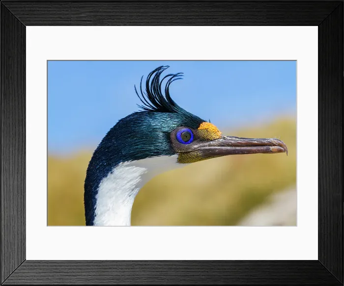 Framed Print : Adult Imperial Shag (Phalacrocorax (atriceps) atriceps) exhibiting intense breeding plumage, New Island, Falkland Islands Framed Print : Adult Imperial Shag (Phalacrocorax (atriceps) atriceps) exhibiting intense breeding plumage, New Island, Falkland Islands