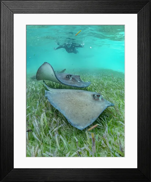 Framed Print : Southern stingray (Hypanus americanus) with snorkeler in shark and ray alley, Caye Caulker, Mesoamerican Barrier Reef, Belize Framed Print : Southern stingray (Hypanus americanus) with snorkeler in shark and ray alley, Caye Caulker, Mesoamerican Barrier Reef, Belize