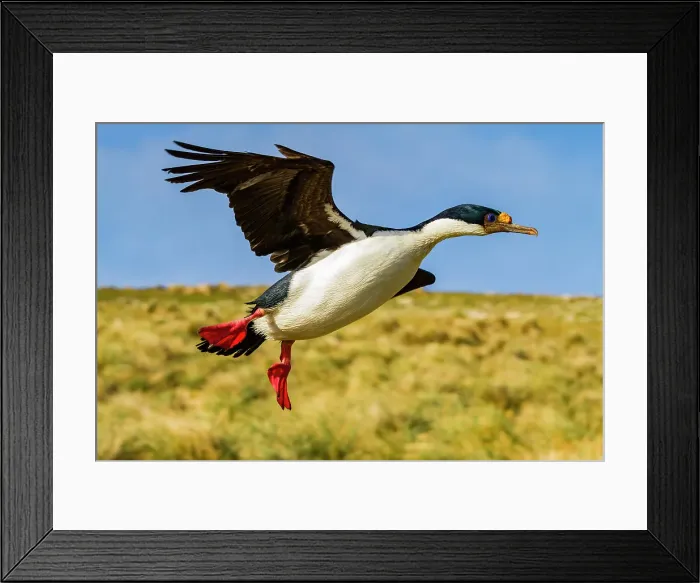 Framed Print : Adult Imperial Shag (Phalacrocorax (atriceps) atriceps) exhibiting intense breeding plumage, New Island, Falkland Islands Framed Print : Adult Imperial Shag (Phalacrocorax (atriceps) atriceps) exhibiting intense breeding plumage, New Island, Falkland Islands