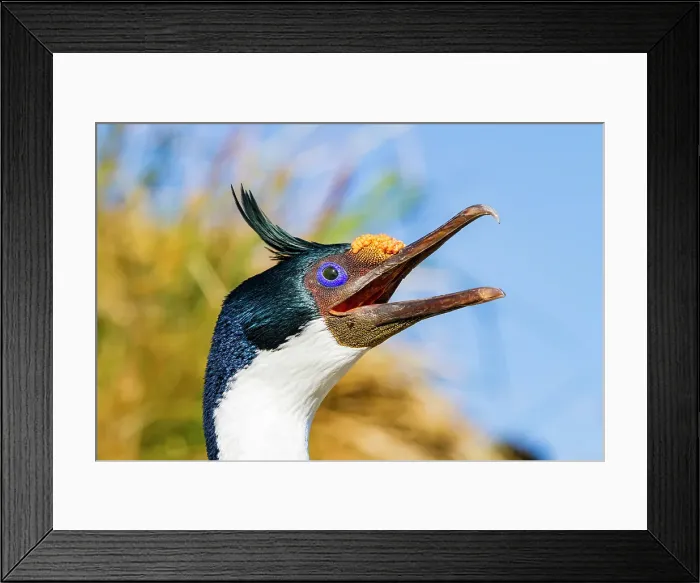 Framed Print : Adult Imperial Shag (Phalacrocorax (atriceps) atriceps) exhibiting intense breeding plumage, New Island, Falkland Islands Framed Print : Adult Imperial Shag (Phalacrocorax (atriceps) atriceps) exhibiting intense breeding plumage, New Island, Falkland Islands