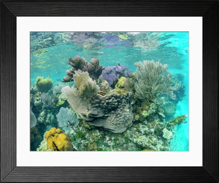 Framed Print : Underwater view of the reef along the circumference of the Great Blue Hole on Lighthouse Reef, UNESCO, Belize Framed Print : Underwater view of the reef along the circumference of the Great Blue Hole on Lighthouse Reef, UNESCO, Belize