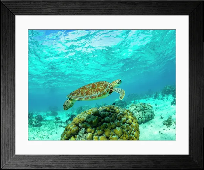 Framed Print : Green sea turtle (Chelonia mydas), surfacing for air near Caye Caulker, inside the Mesoamerican Barrier Reef, Belize Framed Print : Green sea turtle (Chelonia mydas), surfacing for air near Caye Caulker, inside the Mesoamerican Barrier Reef, Belize