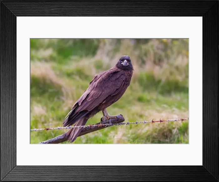 Framed Print : Striated caracara (Phalcoboenus australis) on New Island in the Falkland Island Framed Print : Striated caracara (Phalcoboenus australis) on New Island in the Falkland Island