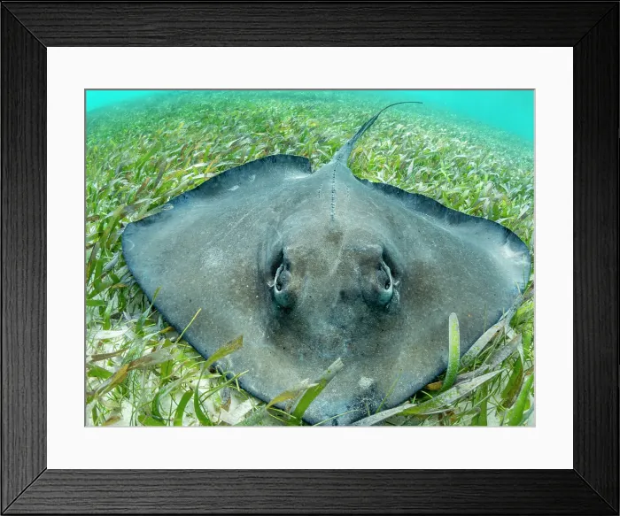 Framed Print : Southern stingray (Hypanus americanus) over sand in shark and ray alley, Caye Caulker, Mesoamerican Barrier Reef, Belize Framed Print : Southern stingray (Hypanus americanus) over sand in shark and ray alley, Caye Caulker, Mesoamerican Barrier Reef, Belize