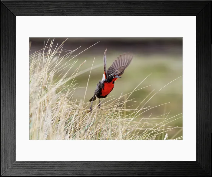 Framed Print : Adult male long-tailed meadowlark (Sturnella loyca) in breeding plumage on New Island in the Falkland Islands Framed Print : Adult male long-tailed meadowlark (Sturnella loyca) in breeding plumage on New Island in the Falkland Islands