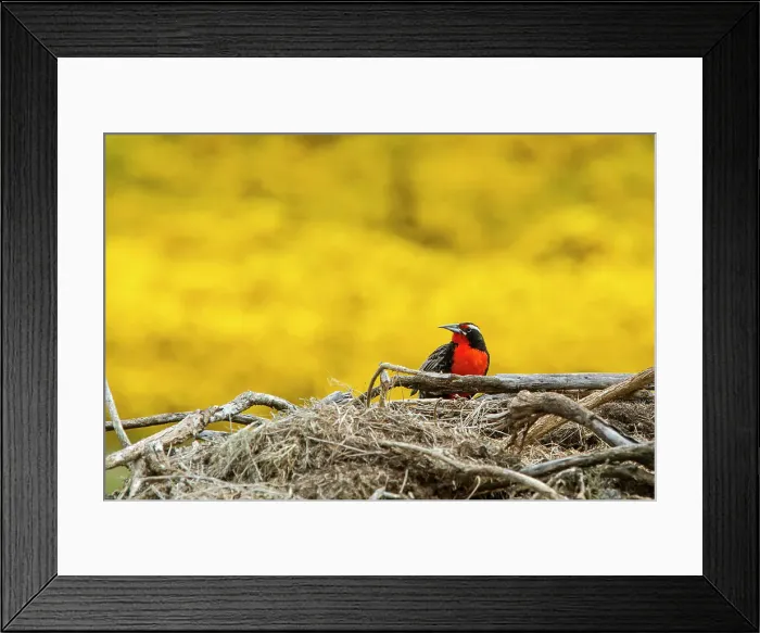 Framed Print : Adult male long-tailed meadowlark (Sturnella loyca) in breeding plumage on New Island in the Falkland Islands Framed Print : Adult male long-tailed meadowlark (Sturnella loyca) in breeding plumage on New Island in the Falkland Islands