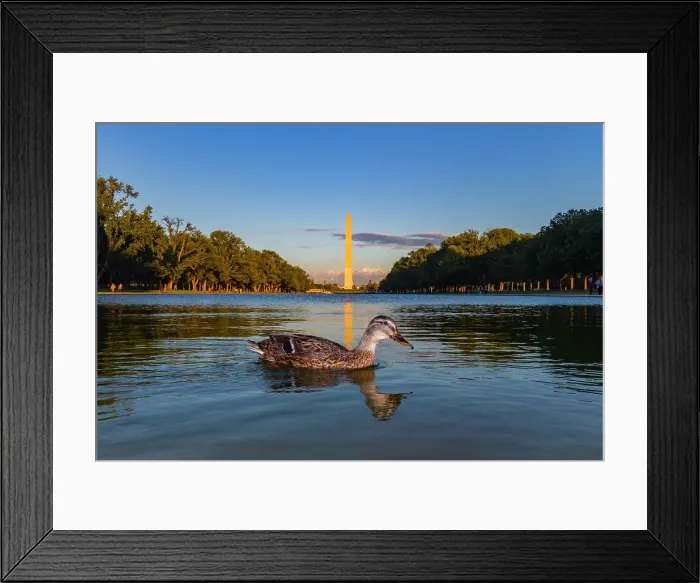 Framed Print : View of the Washington Monument in Washington, D.C. United States of America Framed Print : View of the Washington Monument in Washington, D.C. United States of America