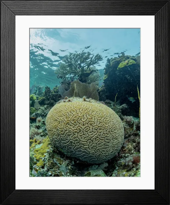 Framed Print : Underwater view of the reef along the circumference of the Great Blue Hole on Lighthouse Reef, UNESCO, Belize Framed Print : Underwater view of the reef along the circumference of the Great Blue Hole on Lighthouse Reef, UNESCO, Belize