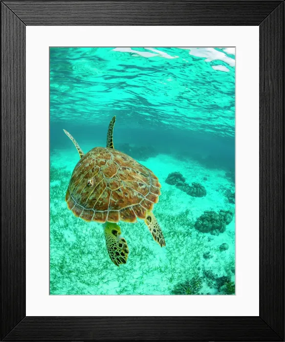Framed Print : Green sea turtle (Chelonia mydas), surfacing for air near Caye Caulker, inside the Mesoamerican Barrier Reef, Belize Framed Print : Green sea turtle (Chelonia mydas), surfacing for air near Caye Caulker, inside the Mesoamerican Barrier Reef, Belize
