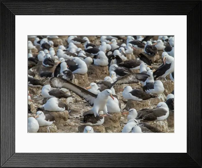 Framed Print : Black-browed albatross (Thalassarche melanophrys) breeding colony on Steeple Jason Island in the Falkland Islands Framed Print : Black-browed albatross (Thalassarche melanophrys) breeding colony on Steeple Jason Island in the Falkland Islands