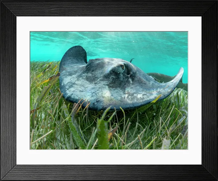 Framed Print : Southern stingray (Hypanus americanus) over sand in shark and ray alley, Caye Caulker, Mesoamerican Barrier Reef, Belize Framed Print : Southern stingray (Hypanus americanus) over sand in shark and ray alley, Caye Caulker, Mesoamerican Barrier Reef, Belize