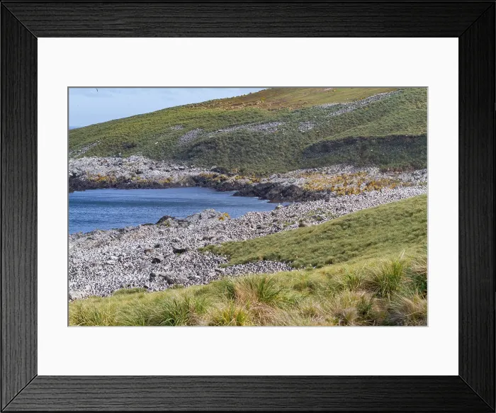 Framed Print : Black-browed albatross (Thalassarche melanophrys) breeding colony on Steeple Jason Island in the Falkland Islands Framed Print : Black-browed albatross (Thalassarche melanophrys) breeding colony on Steeple Jason Island in the Falkland Islands