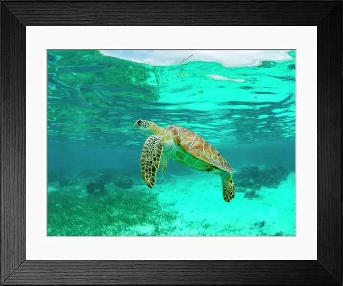 Framed Print : Green sea turtle (Chelonia mydas), surfacing for air near Caye Caulker, inside the Mesoamerican Barrier Reef, Belize Framed Print : Green sea turtle (Chelonia mydas), surfacing for air near Caye Caulker, inside the Mesoamerican Barrier Reef, Belize