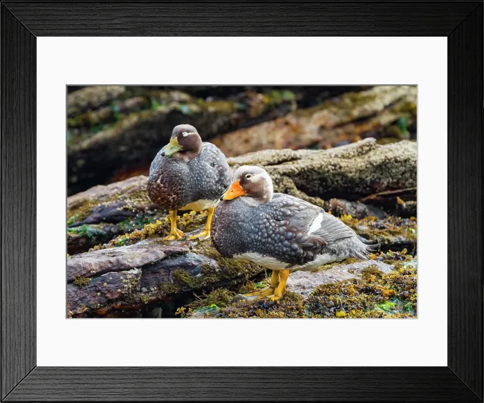 Framed Print : Falkland Steamerduck (Tachyeres brachypterus) pair on New Island in the Falkland Islands Framed Print : Falkland Steamerduck (Tachyeres brachypterus) pair on New Island in the Falkland Islands