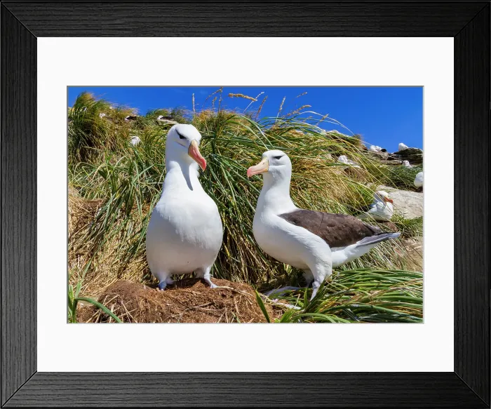 Framed Print : Black-browed albatross (Thalassarche melanophrys) breeding colony on Carcass Island in the Falkland Islands Framed Print : Black-browed albatross (Thalassarche melanophrys) breeding colony on Carcass Island in the Falkland Islands