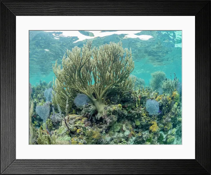 Framed Print : Underwater view of the reef along the circumference of the Great Blue Hole on Lighthouse Reef, UNESCO, Belize Framed Print : Underwater view of the reef along the circumference of the Great Blue Hole on Lighthouse Reef, UNESCO, Belize