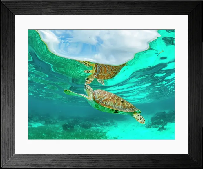Framed Print : Green sea turtle (Chelonia mydas), surfacing for air near Caye Caulker, inside the Mesoamerican Barrier Reef, Belize Framed Print : Green sea turtle (Chelonia mydas), surfacing for air near Caye Caulker, inside the Mesoamerican Barrier Reef, Belize