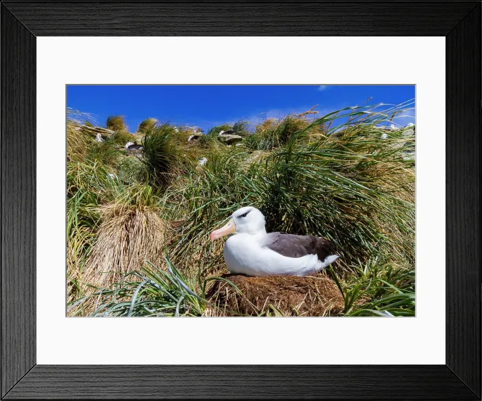 Framed Print : Black-browed albatross (Thalassarche melanophrys) breeding colony on Carcass Island in the Falkland Islands Framed Print : Black-browed albatross (Thalassarche melanophrys) breeding colony on Carcass Island in the Falkland Islands