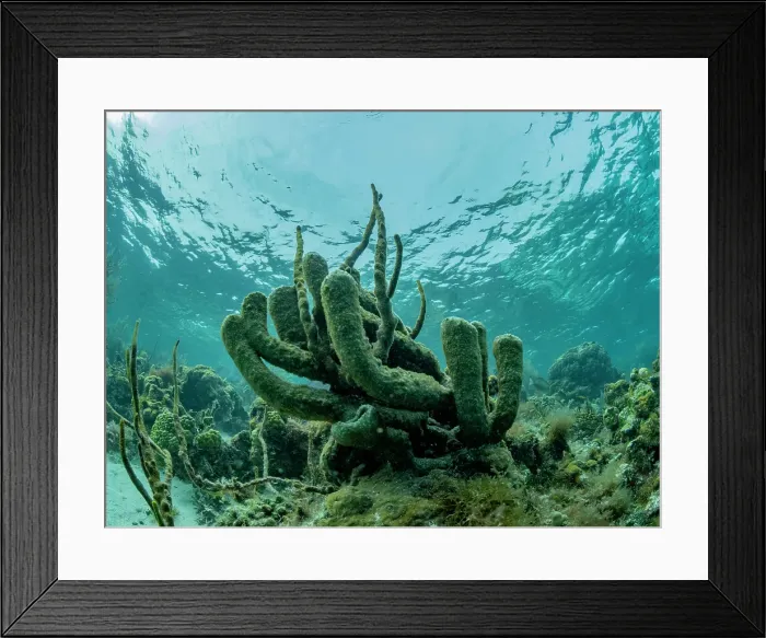 Framed Print : Underwater view of the reef along the circumference of the Great Blue Hole on Lighthouse Reef, UNESCO, Belize Framed Print : Underwater view of the reef along the circumference of the Great Blue Hole on Lighthouse Reef, UNESCO, Belize