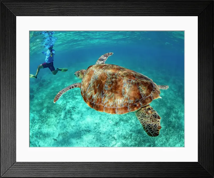 Framed Print : Green sea turtle (Chelonia mydas), with snorkeler near Caye Caulker, inside the Mesoamerican Barrier Reef, Belize Framed Print : Green sea turtle (Chelonia mydas), with snorkeler near Caye Caulker, inside the Mesoamerican Barrier Reef, Belize
