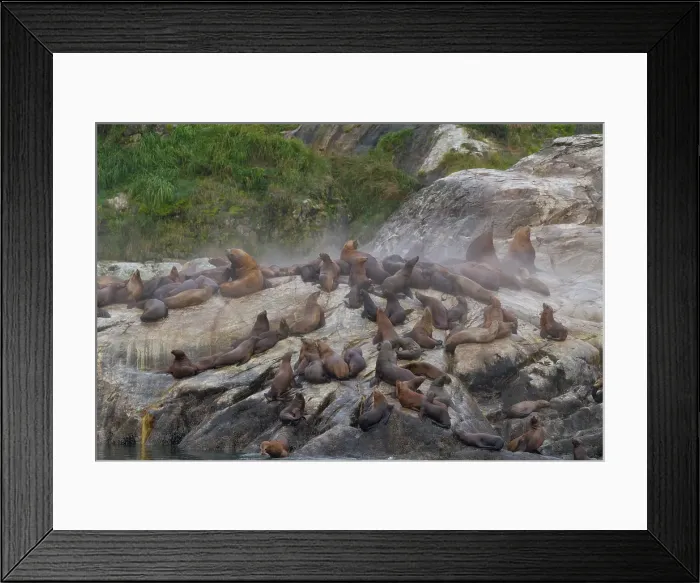 Framed Print : Northern (Steller) sea lions (Eumetopias jubatus) hauled out on South Marble Island, Glacier Bay National Park, Alaska, United States of America Framed Print : Northern (Steller) sea lions (Eumetopias jubatus) hauled out on South Marble Island, Glacier Bay National Park, Alaska, United States of America
