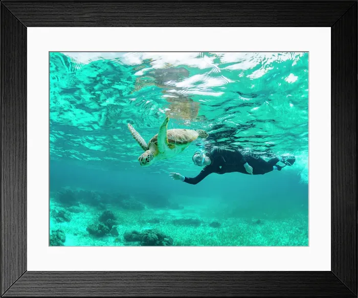 Framed Print : Green sea turtle (Chelonia mydas), with snorkeler near Caye Caulker, inside the Mesoamerican Barrier Reef, Belize Framed Print : Green sea turtle (Chelonia mydas), with snorkeler near Caye Caulker, inside the Mesoamerican Barrier Reef, Belize