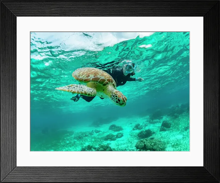 Framed Print : Green sea turtle (Chelonia mydas), with snorkeler near Caye Caulker, inside the Mesoamerican Barrier Reef, Belize Framed Print : Green sea turtle (Chelonia mydas), with snorkeler near Caye Caulker, inside the Mesoamerican Barrier Reef, Belize
